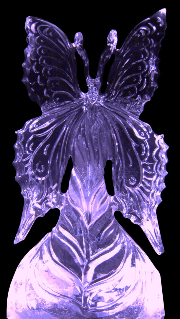 Butterfly 3